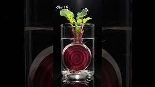 what happens if you put a beet in water (day 1 → 30)