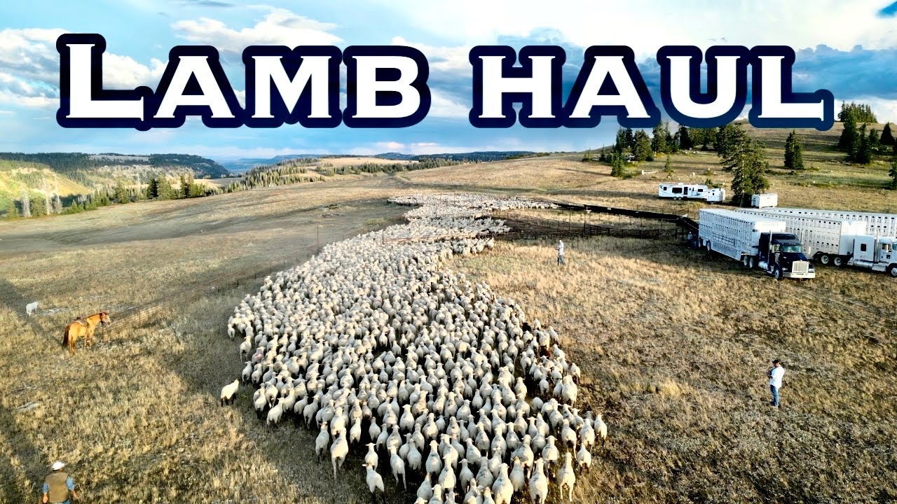 Закаты, грузовики и американская баранина | Жизнь на открытом пастбище