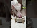 ペットの収益化について #ブタ #豚 # #pig #piggy