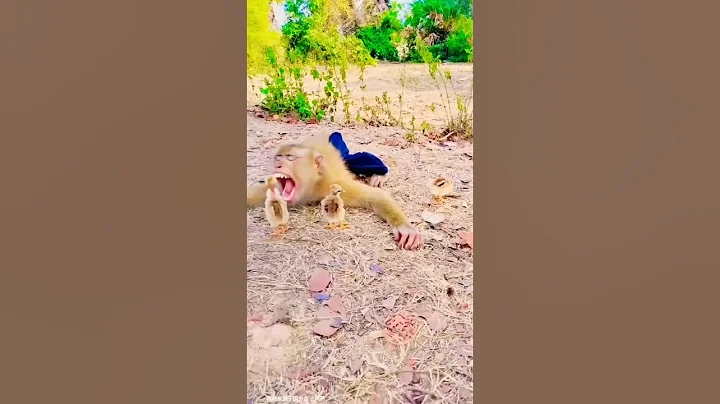 funny monkey moments #ytshorts #viral #trending #shorts #short