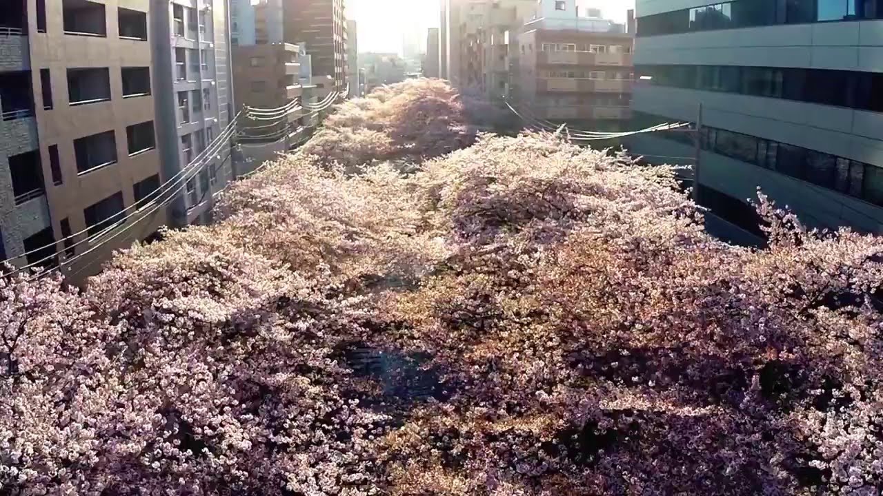この景色、圧巻！桜咲き誇る目黒川を上空からドローンで撮影した映像が