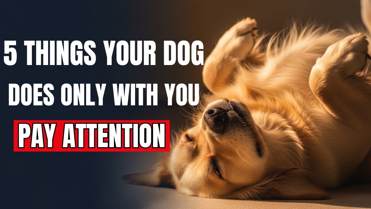 5 Things Your Dog Does Only With the Person They Trust Completely - YouTube