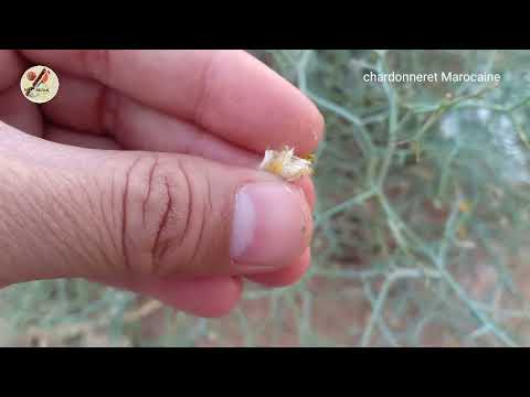 نبتة يعشقها الحسون توجد غرب الجزائر وفي المناطق الصحراوية 