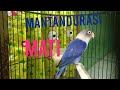 panen Lovebird green series