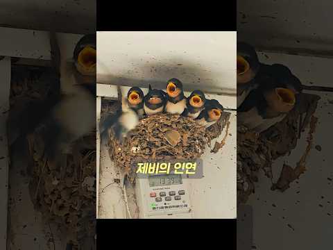 야생으로 풀려났던 그 제비들은 실제로 이듬해에 그 어린 소녀를 찾아 다시 날아왔습니다. #동물 #animals thumbnail