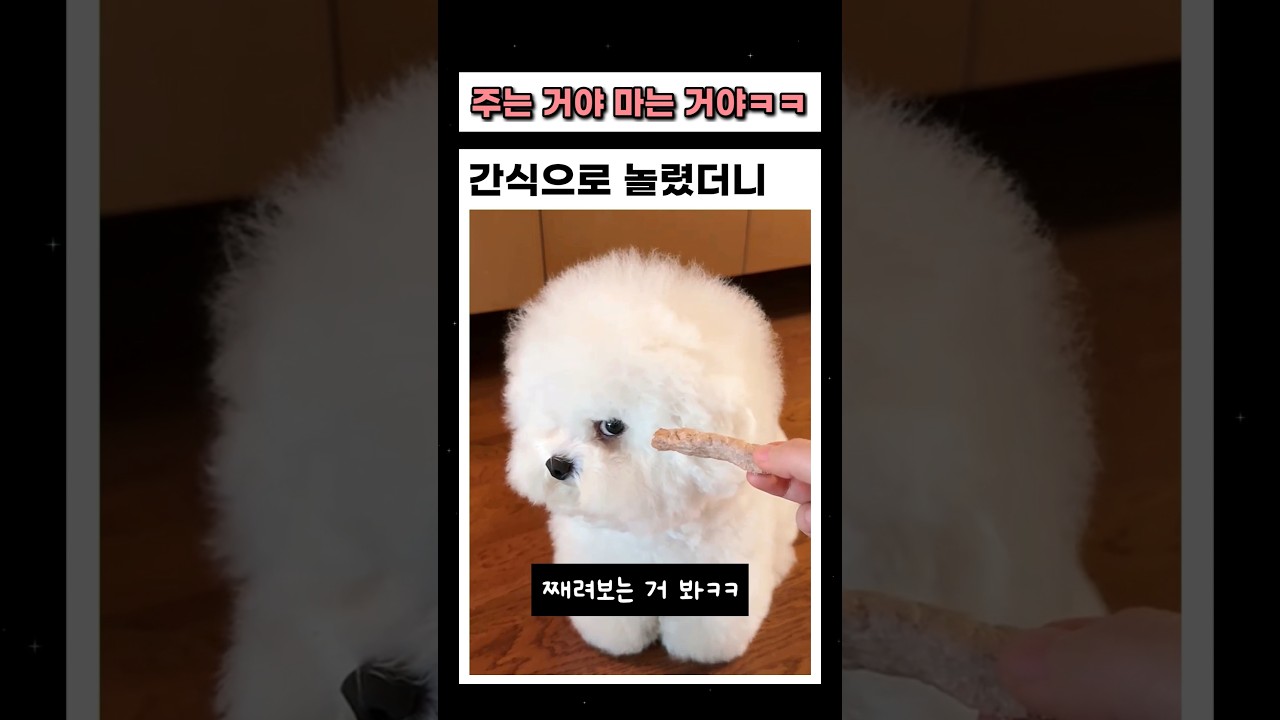 간식으로 장난칠때 반응