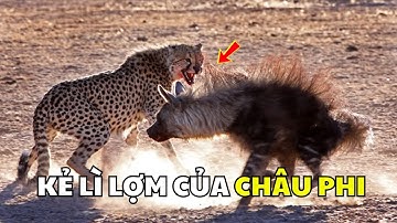 Linh Cẩu Nâu - Kẻ Cướp Mồi Lão Luyện Của Châu Phi | Khám Phá Động Vật Hoang Dã