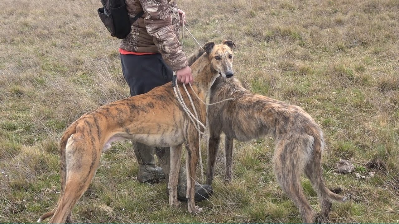 Galgos y Liebres | Coyhaique - Chile Greyhound vs Hare / Una salida expres 🐇