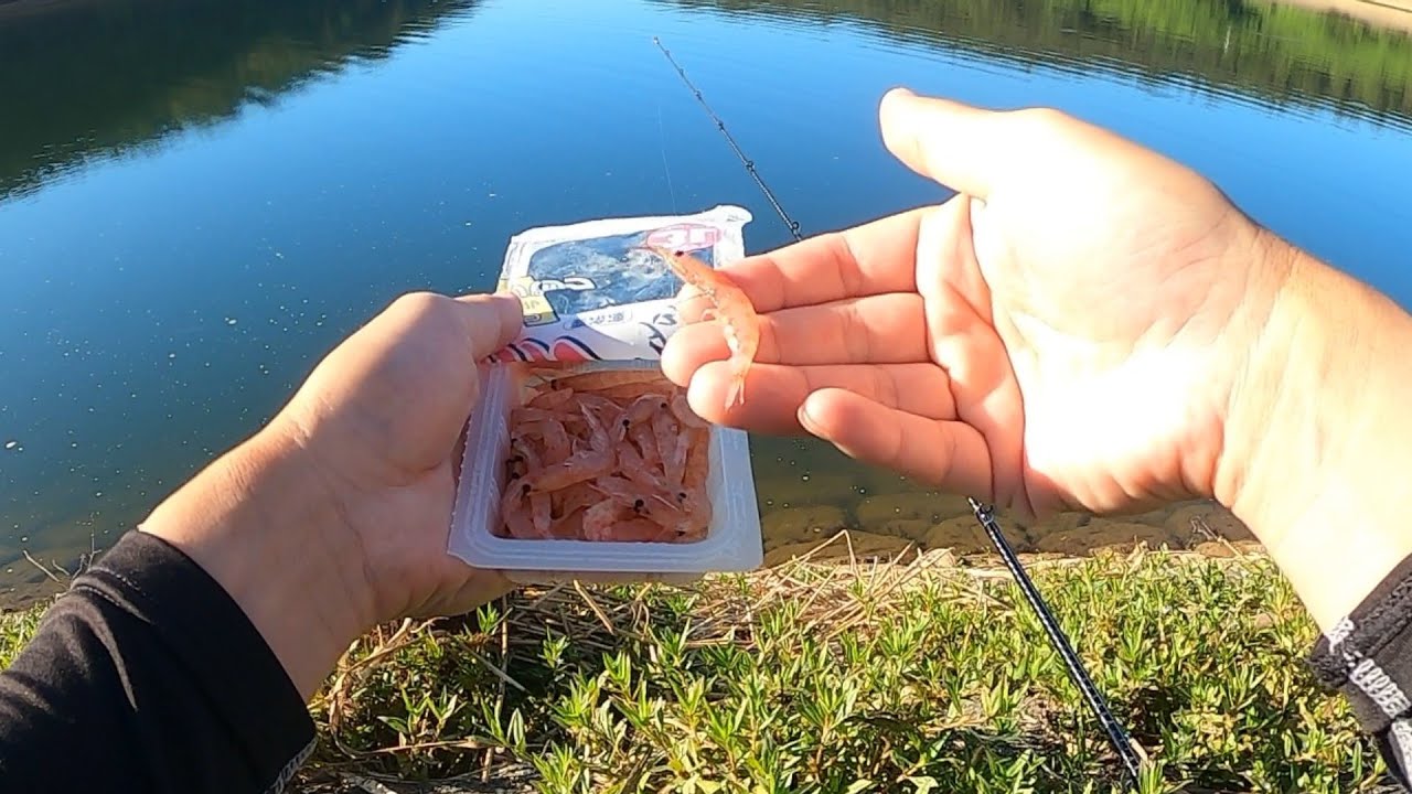 Targeting largemouth bass with krill (Iruka Pond, bass fishing