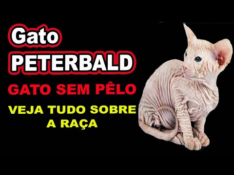 Vídeo: Peterbald (St. Petersburg Sphynx): Descrição Da Raça, Foto, Personagem E Conteúdo Do Gato, Comentários Dos Proprietários