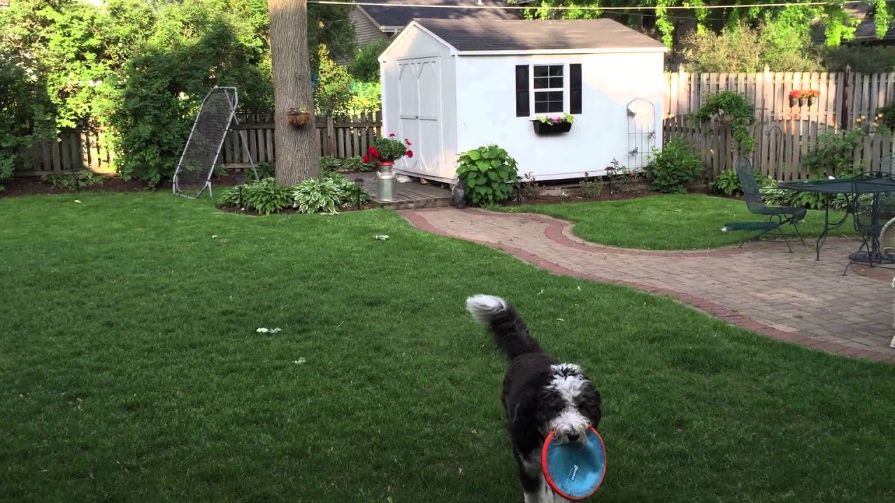 Fern Sheepadoodle Playing Frisbee In The Backyard YouTube