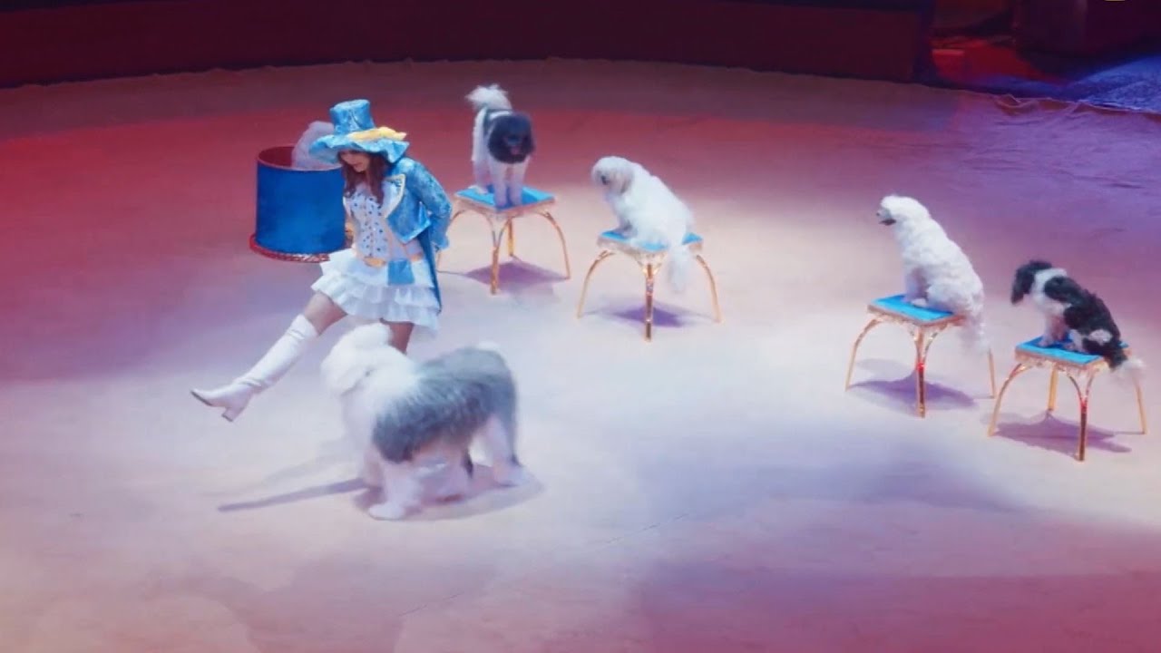 собака породы выступает в цирке