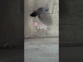 #shortsfeed #youtubeshorts #trending #shortvideos