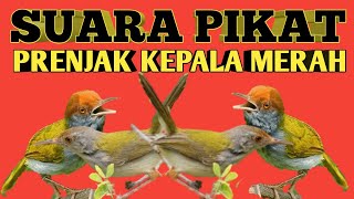 Suara pikat prenjak kepala merah terbaru