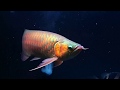 Asian Arowana Shining #beautiful #viral #cute #fish #viralvideo