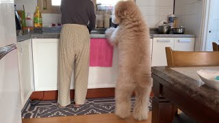 My Dog Brings her a Bowl when my mom does the dishes