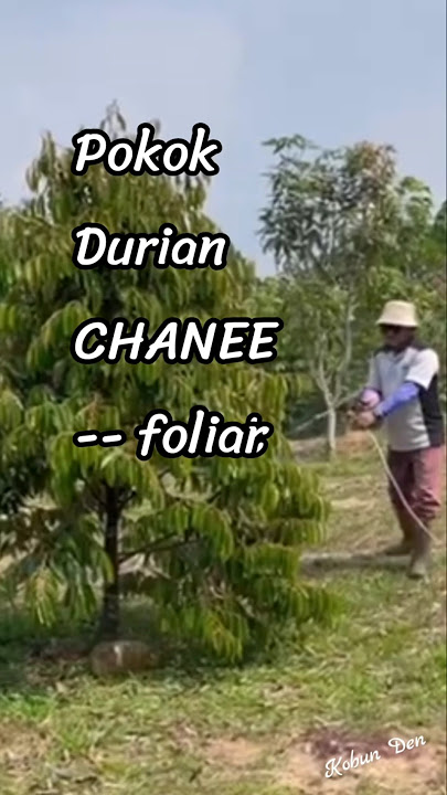 FOLIAR UNTUK POKOK CHANEE
