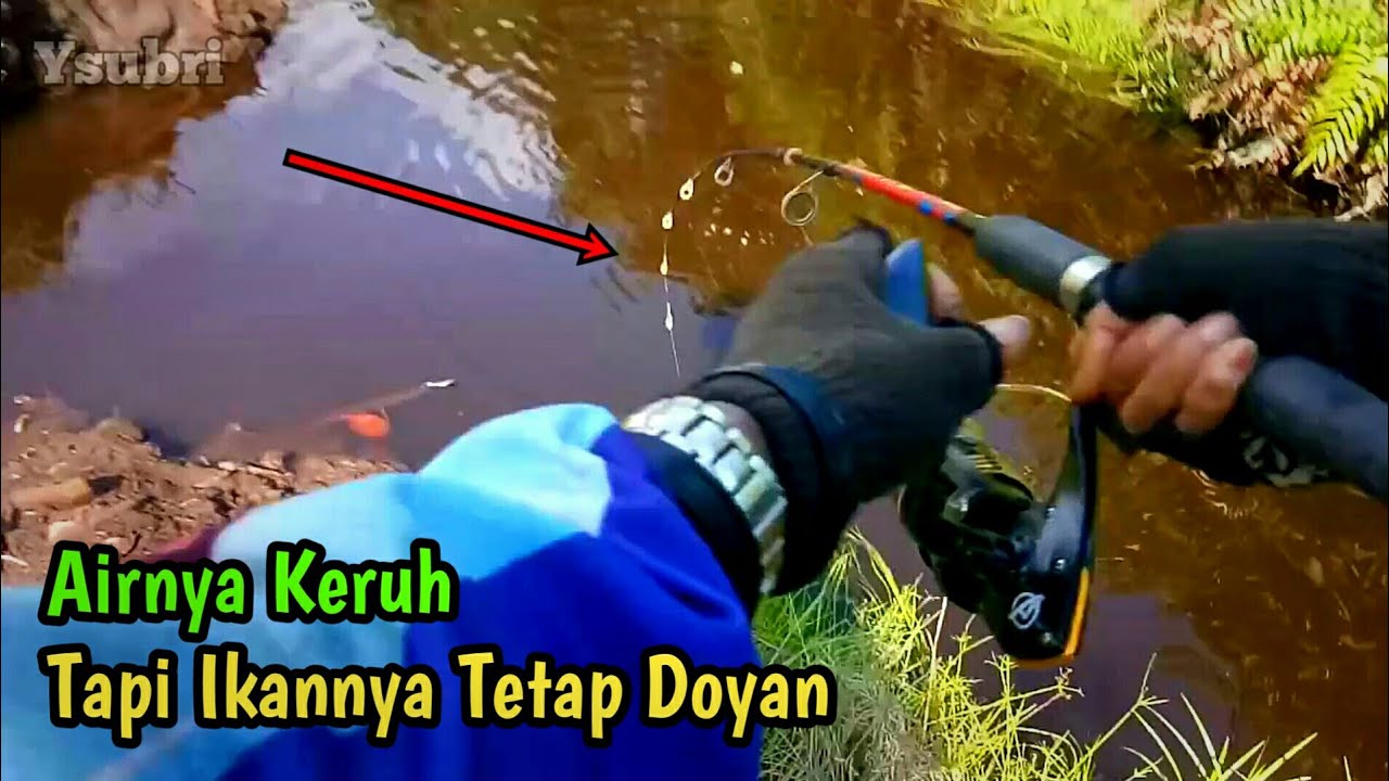 Memancing Ikan Kerandang Umpan Cacing || Toman Bunga 