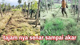 MASIH LAGI MESIN RUMPUT DI KEBUN NAGA