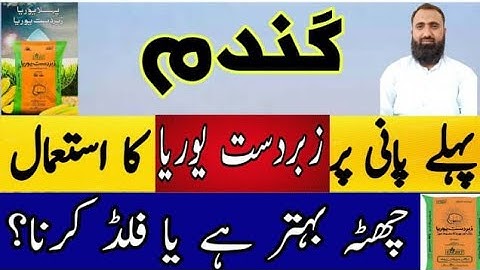 How to use Zabardast Urea in Wheat at First Irrigation || Bilal Kanju Official