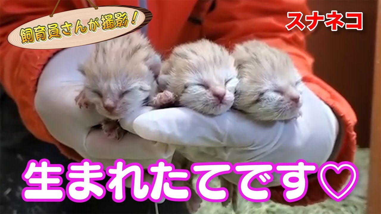 スナネコの赤ちゃんが生まれました！ | みんなのダーウィン！どうぶつ