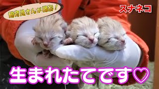 スナネコの赤ちゃんが生まれました！ | みんなのダーウィン！どうぶつ