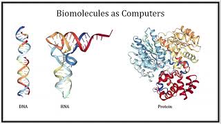 BioEssays: The art of molecular computing: Whence and whither