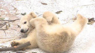 愛くるしいホッキョクグマの赤ちゃん「ホウちゃん」公開　大阪・天王寺動物園