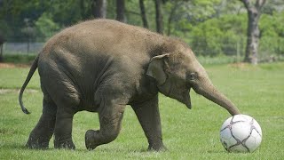 Baby Elephant Funny Video