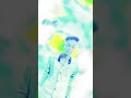 তাই চোখে আমিও সুন্দর সালাম কিন্তু একটাই🥹🥲🥹😭❤️ দুঃখই ভিডিও 🥹🥹🥲🥲