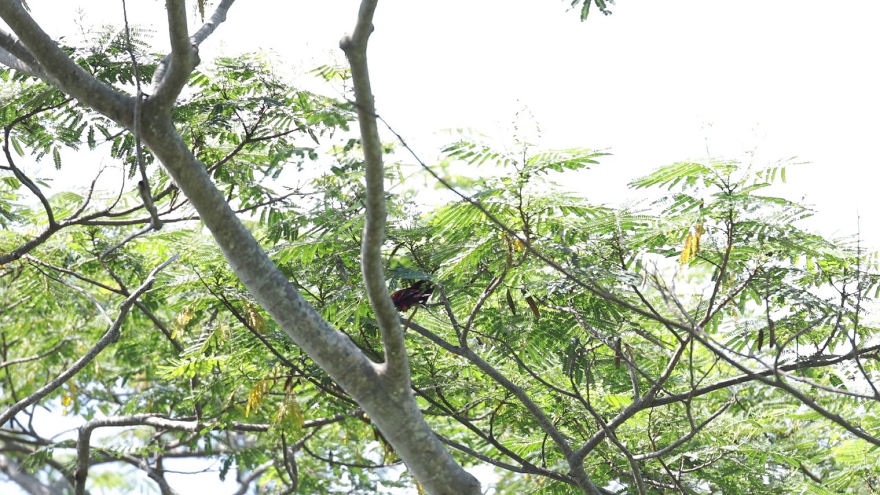 コムラサキインコ（Violet-necked Lory）の採餌の様子 