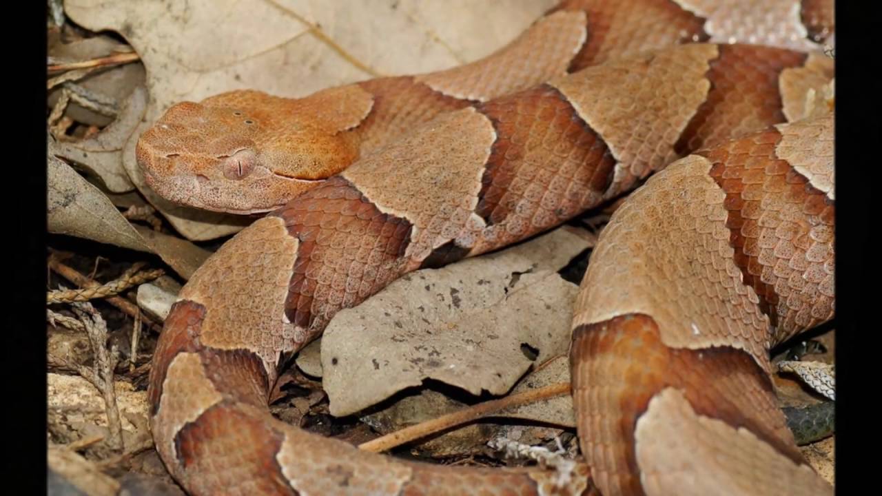 georgia habitats youtube georgia habitats