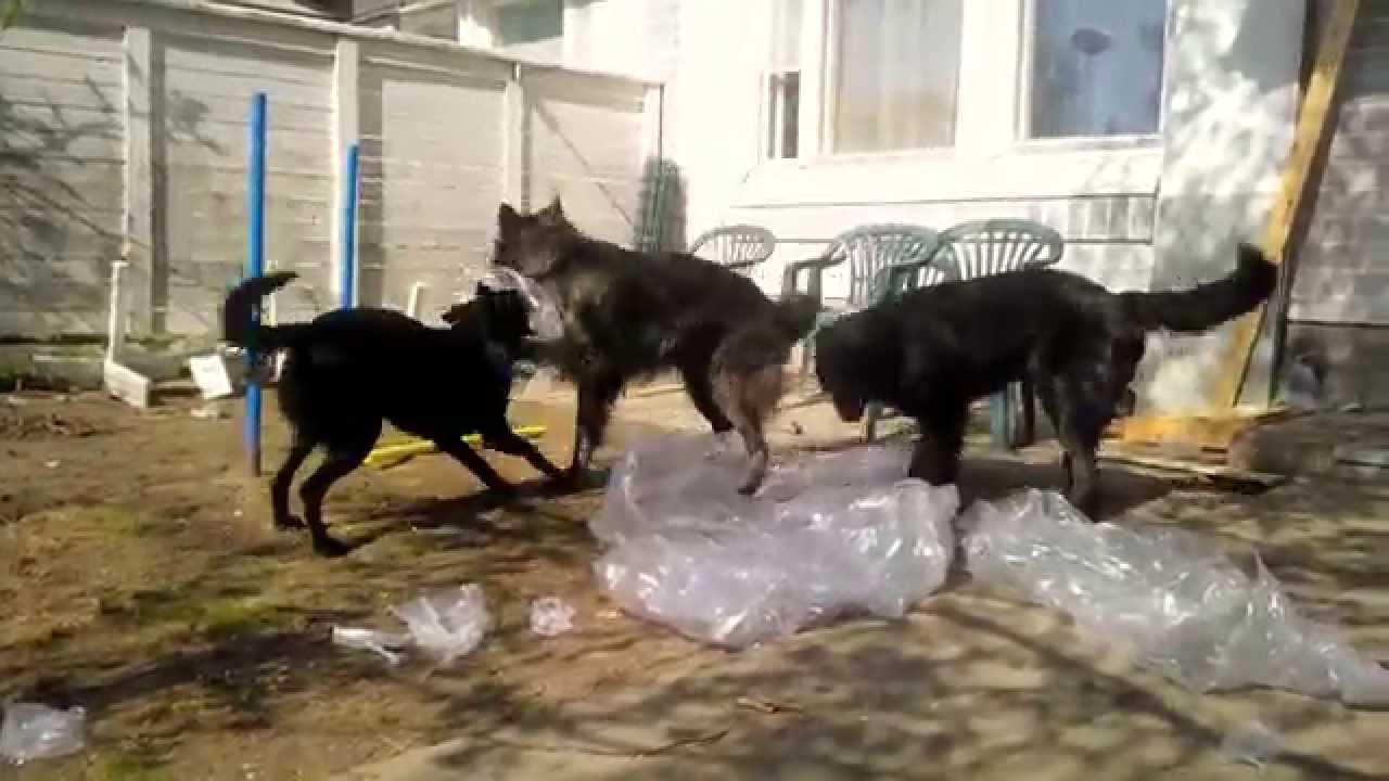 World's biggest bubble wrap YouTube