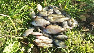 大量の外来種に占拠された公園の池で釣りをしてみた結果…！