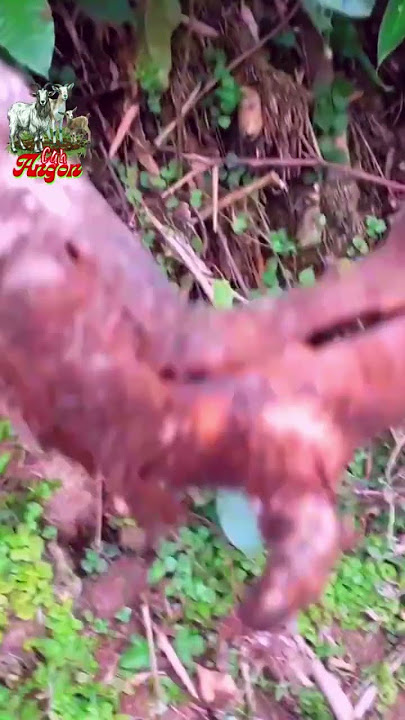 Dj LIR ILIR versi angklung full bass slow #djremix  #satuklikuntukwujudkanimpianmu