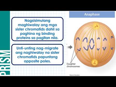 Video: Paano naiiba ang metaphase I sa metaphase II?