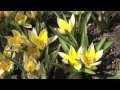 ポール・スミザー　Tulipa tarda　チューリップ タルダ