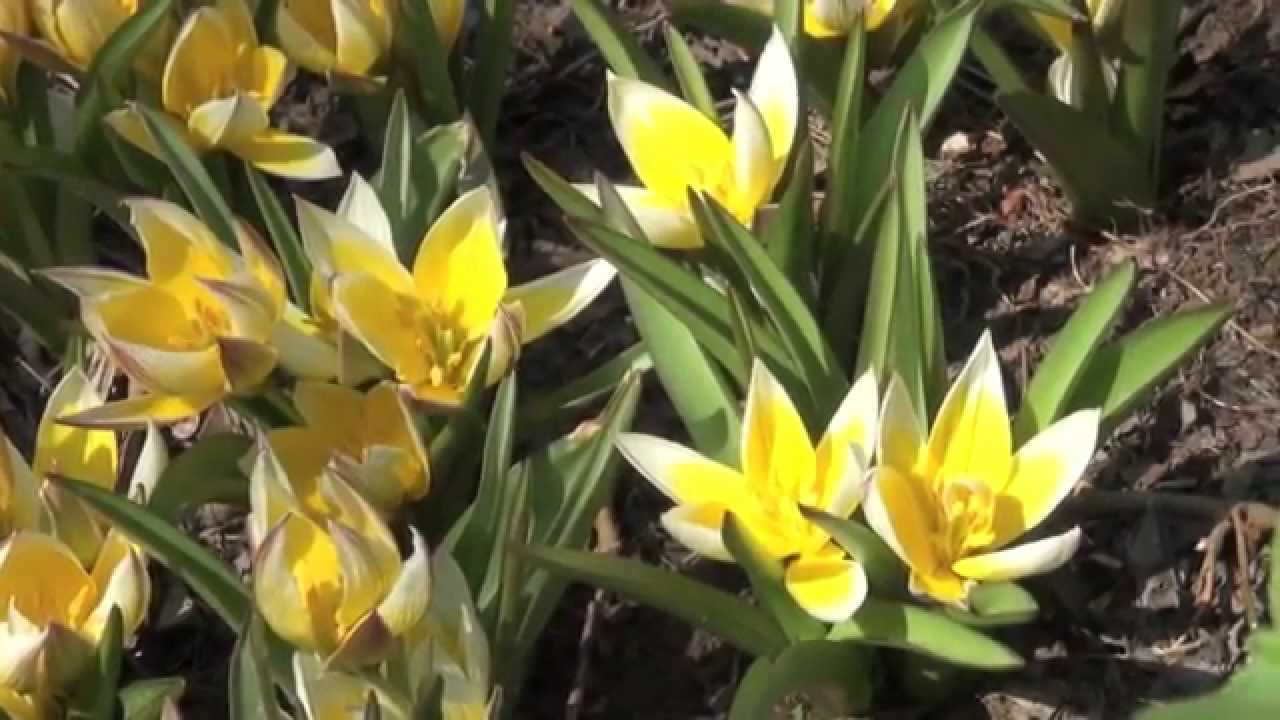 ポール スミザー Tulipa Tarda チューリップ タルダ Youtube