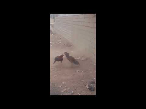 شك الفالينه اشكك واشك ابوك بل اصدار الجديد