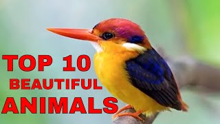 Top 10 Most Beautiful Animals In The World