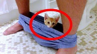 Secrets Unveiled: Why Your Cat Secretly Follows You to The Bathroom! Must-Watch! 🔥 by The Curious Cat 34,990 views 2 months ago 8 minutes, 17 seconds