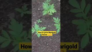 How to grow Marigold Flower🏵#shorts #youtubeshorts #seasonalgardening How to grow Marigold Flower🏵#shorts #youtubeshorts #seasonalgardening