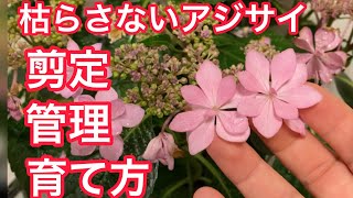 【剪定！】毎年咲かせる！アジサイの育て方！