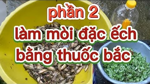 làm mòi đặc ếch bằng thuốc bắc (phần 2)