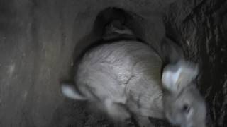 Кролики в яме (1 неделя)