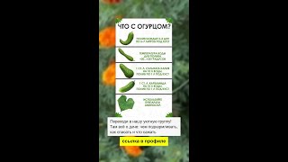 ЧТО С ОГУРЦОМ? 5 секретов полива для богатого урожая 🥒