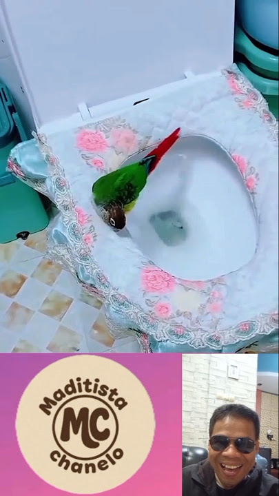 Smart Bird defecating in the toilet😃 #shortvideo #funny #lol #hilarious #parrot