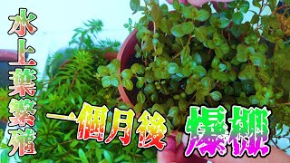 頂樓水草篇1 繁殖水草水上葉一個月後爆棚了 Plant A Month Of Water Plants Youtube