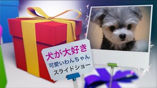 かわいい犬の画像をまとめてみました♪わんちゃん