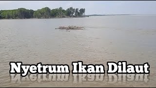 Setrum Ikan Khusus Laut/Muara